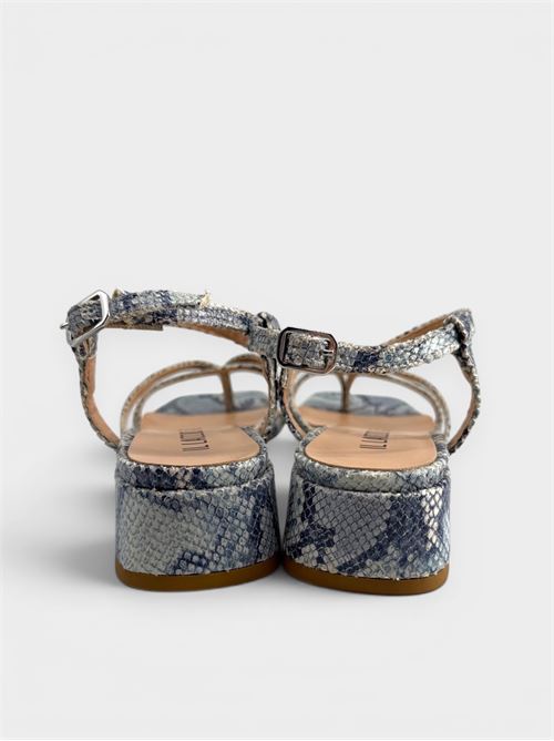  IL LACCIO | 1124HAVANACELESTE PIT